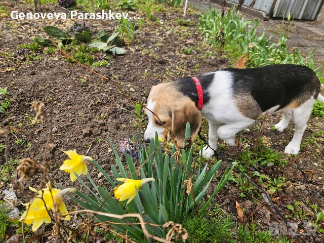 Продавам куче бигъл , снимка 3 - Бигъл - 54100442