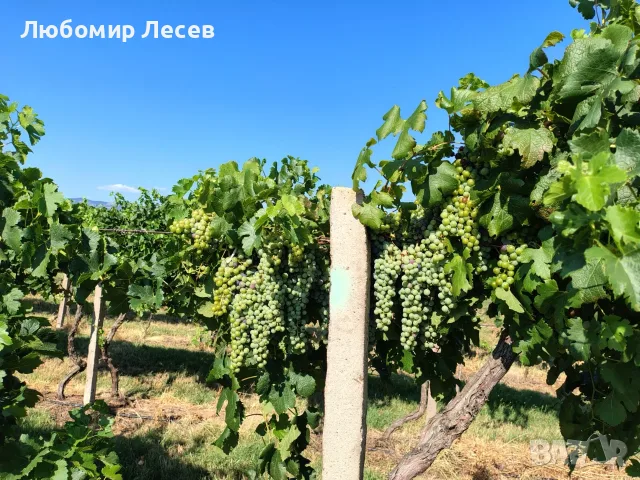 Продавам висококачествено винено грозде – сорт МЕРЛО, снимка 3 - Домашни продукти - 55643707