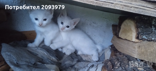Бели котета с разноцветни очи, снимка 4 - Други - 54895027