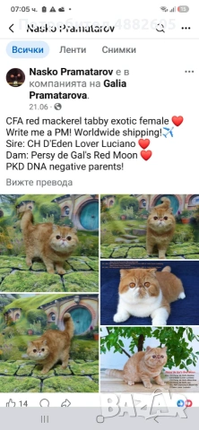 Персийска котка, снимка 4 - Персийска - 55242694
