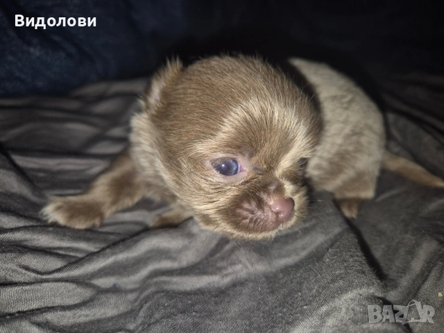 Дългокосместо мини чихуа мъжко , снимка 3 - Чихуахуа - 54295668