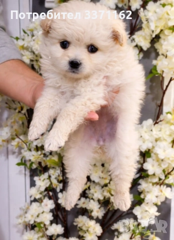 Померански шпиц , снимка 2 - Померан - 54092110