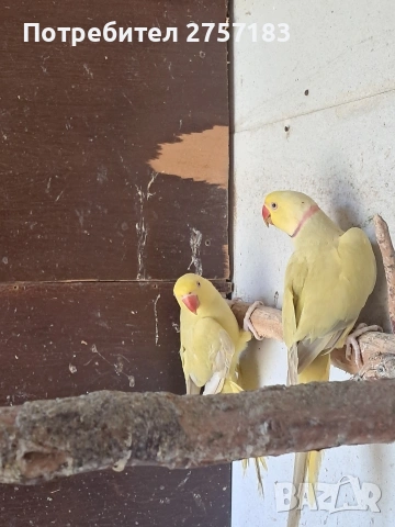 продавам чифт малак александар 2023, снимка 5 - Папагали - 54311607