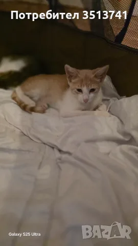 Подарамам мъжко котенце , снимка 3 - Други - 55547116