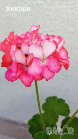Зонално мушкато, снимка 2 - Стайни растения - 55280873
