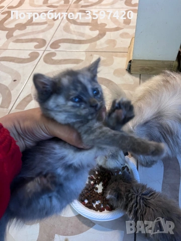 Котенца персийки , снимка 5 - Персийска - 54714897