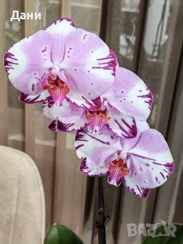 Орхидеи Фаленопсис, снимка 10 - Стайни растения - 54008191