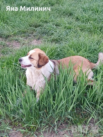 Малка госпожица търси своето семейство , снимка 7 - Други - 53589932