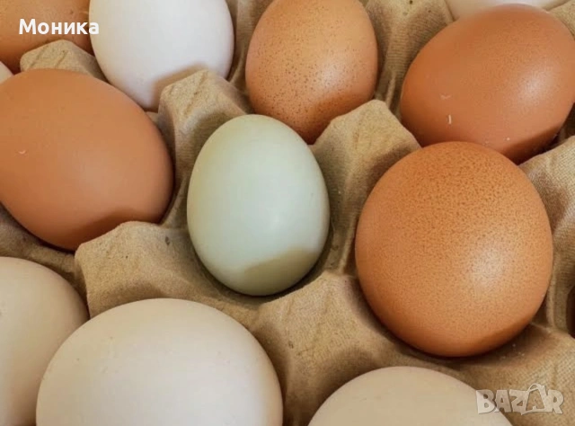 Пресни домашни яйца от щастливи кокошки , снимка 2 - Домашни продукти - 54810280