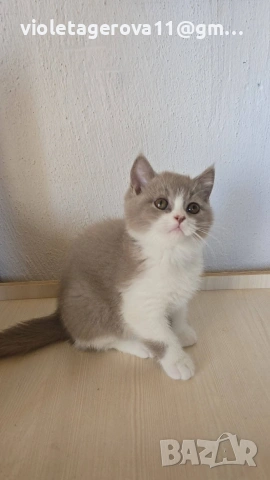 Британски котки , снимка 4 - Британска късокосместа - 55008885