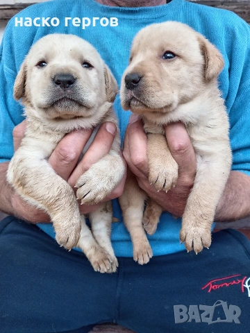 чистокръвни лабрадори, снимка 4 - Лабрадор ретривър - 54137259