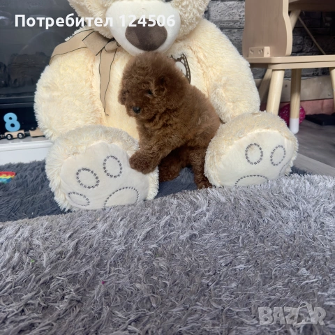 пудел пуделче момиче , снимка 4 - Пудели - 55195479