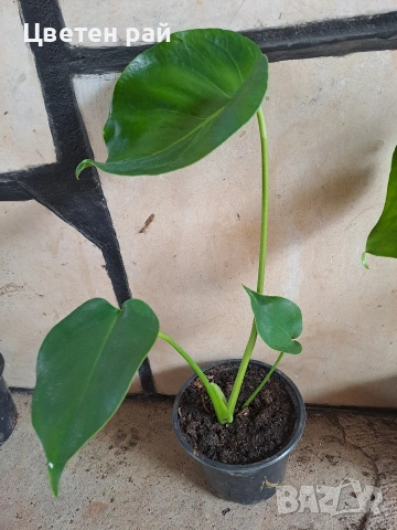 Monstera deliciosa реалните растения на последните снимки , снимка 5 - Стайни растения - 55237468