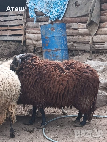 коч кочове за продан, снимка 3 - Овце - 53992264