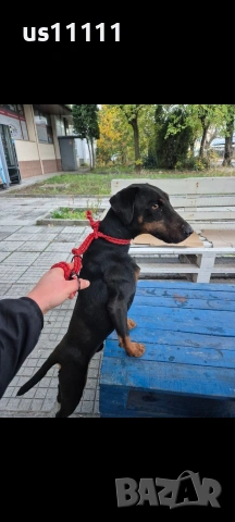 мъжки ягдтериер свинар