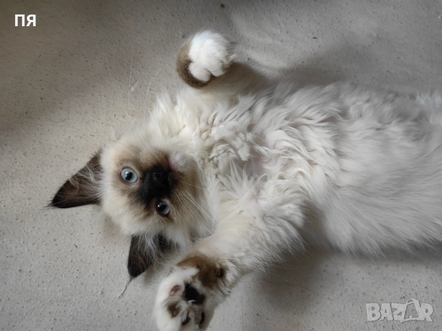 Чистокръвни котенца Ragdoll, снимка 5 - Други - 54604958