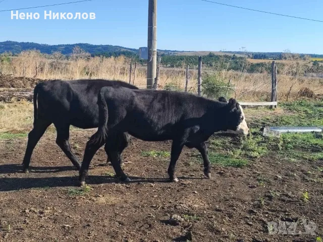 Продавам крави и телета , снимка 5 - Крави - 55671928