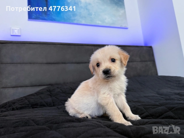 Чистокрьвен мъжки голдьн ретрийвьр / golden retriever, снимка 2 - Голдън ретривър - 53961290