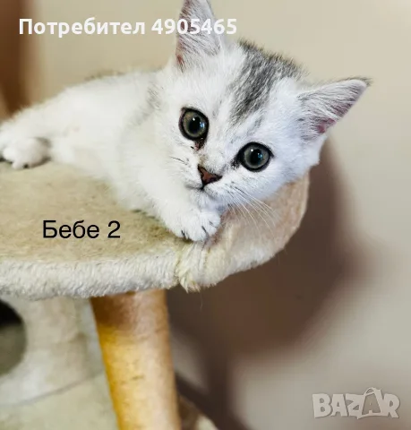 Британско късокосместо коте, снимка 3 - Британска късокосместа - 55506439