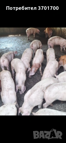 Продавам Малки Прасенца 25кг +