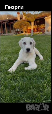 Алабай (Средноазиатска овчарка), снимка 8 - Алабай - 54258626