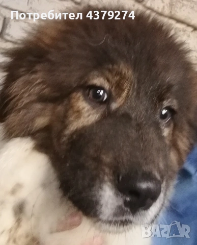 чистопородни овчарски кученца , снимка 3 - Каракачанска овчарка - 54031076