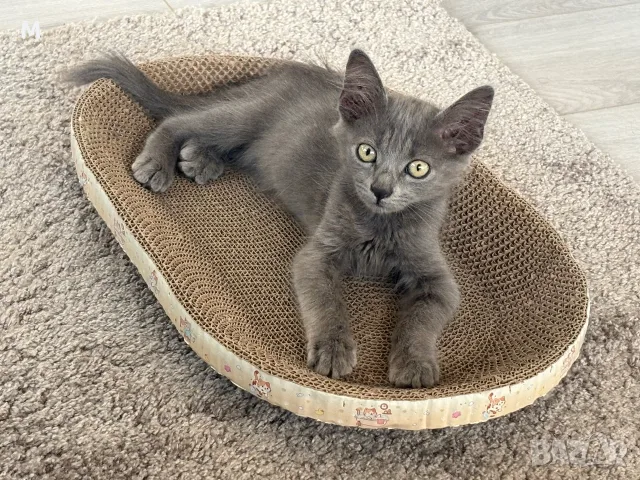Коте - 2 месеца, снимка 2 - Руска синя котка - 55627241