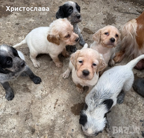 Бретон  шпаньол , снимка 3 - Бретон шпаньол - 55177712
