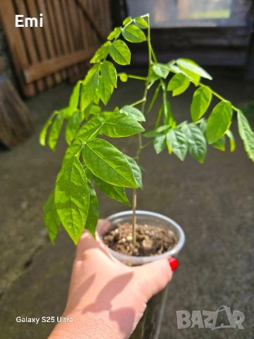 Глициния (вистерия), снимка 5 - Други - 54105853