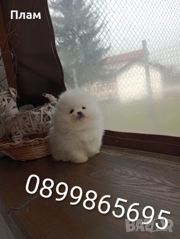 Померани.Реални снимки ! , снимка 2 - Померан - 54055195