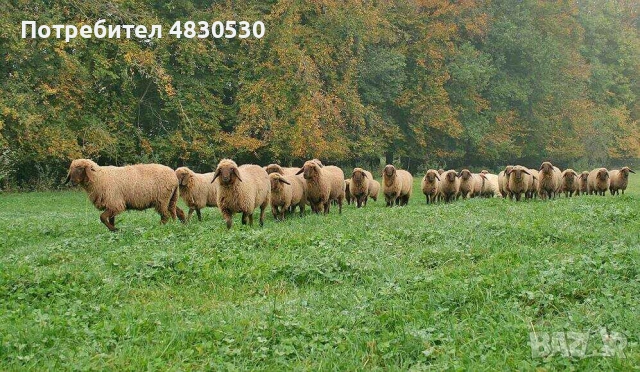 Продавам овце за месо, снимка 2 - Овце - 54584106
