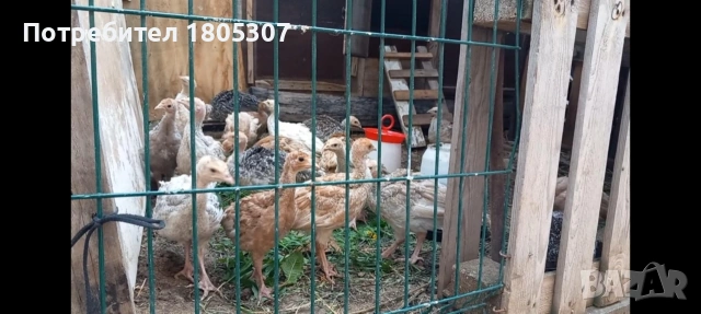 продавам пуйки 