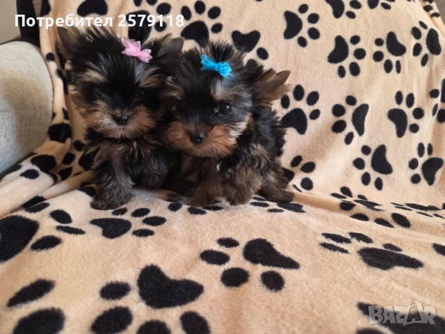 мини йоркширски териер, снимка 3 - Йоркширски териер - 54330323
