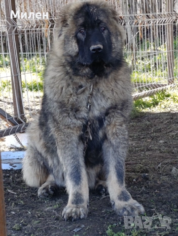 Три кавказки овчарки.две женски и едно мъжко 