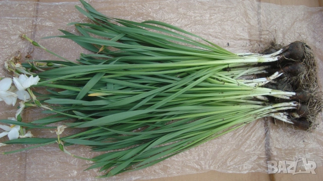 Бял нарцис ( Narcissus), снимка 3 - Градински цветя и растения - 54154863