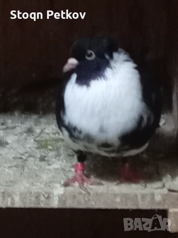 Ихтимански и черни Чирпански , снимка 3 - Гълъби - 53616862