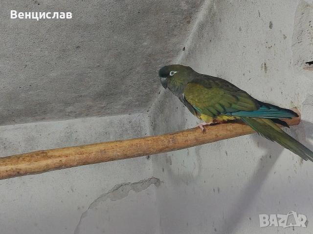 продавам папагали 