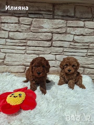 Момиченца пудел той , снимка 3 - Пудели - 54180103