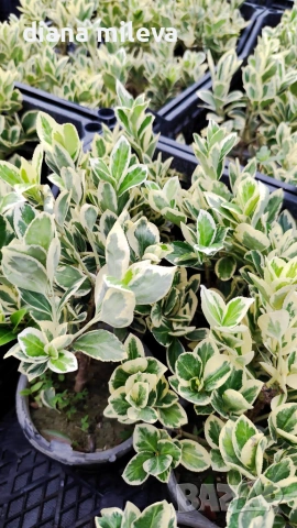 Евонимус Браво, Euonymus japonicus Bravo, снимка 15 - Градински цветя и растения - 54457987