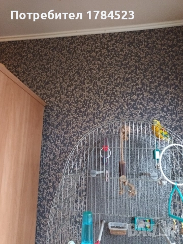 Мъжки поен папагал, снимка 11 - Папагали - 54084418