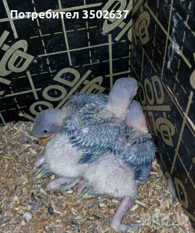 Розовогърди и големи александри, снимка 3 - Папагали - 54656031