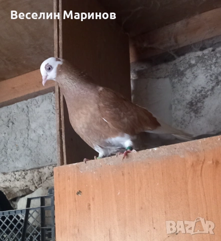 продавам  белослатински гьлаби, снимка 1 - Гълъби - 54409207