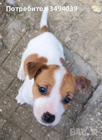 Джак Ръсел Териер 