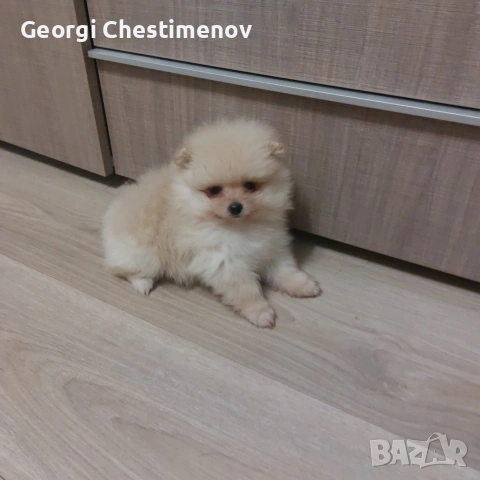 Момче!, снимка 3 - Померан - 54600323