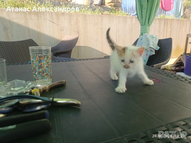 Подарявам котенца , снимка 5 - Други - 55024553