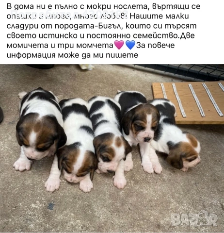 Продаваме бигълчета, снимка 3 - Бигъл - 55248189