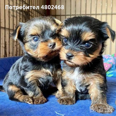йоркширски териер, снимка 4 - Йоркширски териер - 54680393