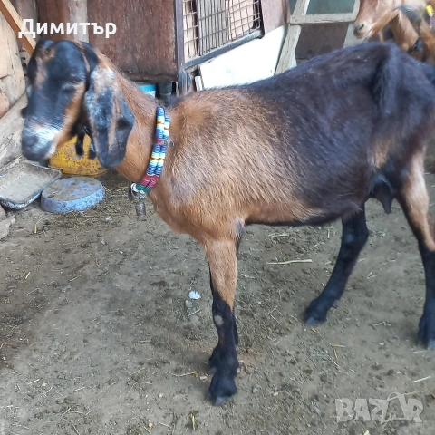продавам 3 кози и 5 ярета, снимка 8 - Кози - 54900014