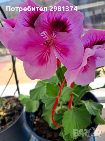 Царско мушкато, снимка 2 - Стайни растения - 53981122