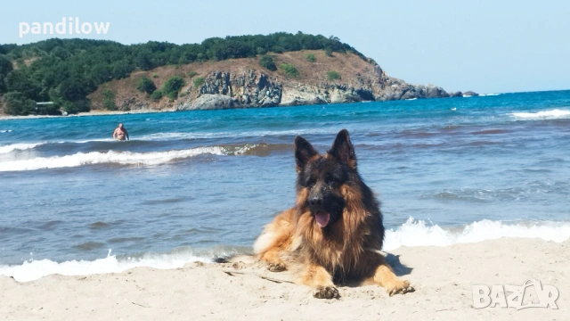 Немска овчарка си търси приятелка, снимка 8 - Немска овчарка - 51233977